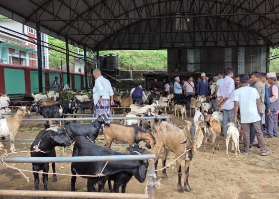 चाडपर्व नजिकिएसँगै धरानमा खसीबोकाको कारोबार बढ्यो